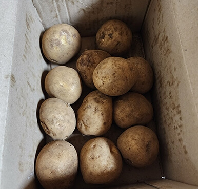 올팜 감자 수확