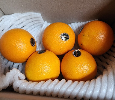 올팜 오렌지 수확